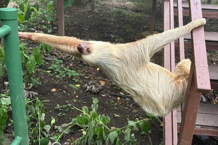 モンテベルデレスキュー野生動物保護区ツアー