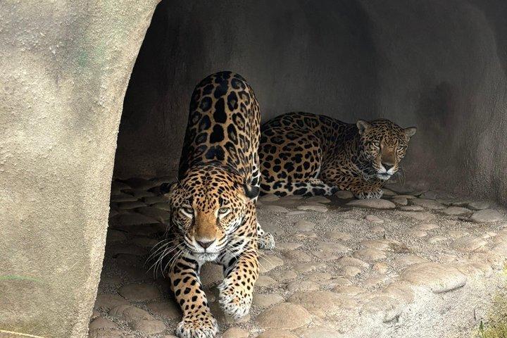 モンテベルデレスキュー野生動物保護区ツアー