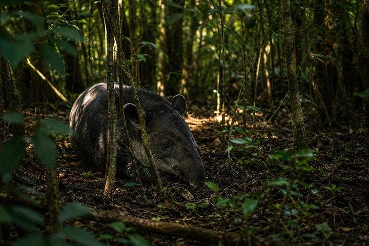 モンテベルデレスキュー野生動物保護区ツアー