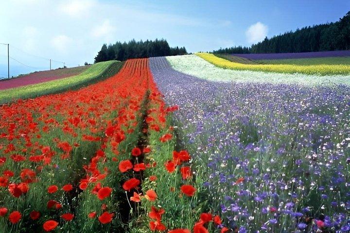 Hokkaido Farm Tomita, Shikisai Oka, waterval, dagtour met blauwe vijver
