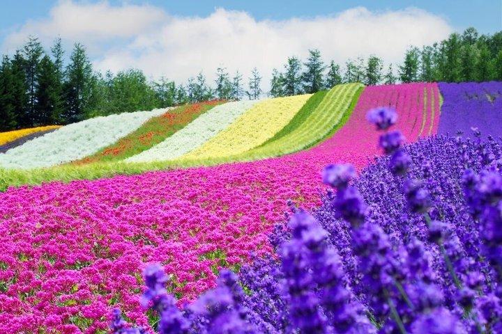 Hokkaido Farm Tomita, Shikisai Oka, waterval, dagtour met blauwe vijver