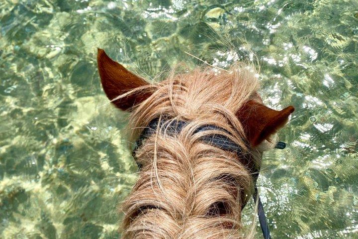 Shared Horse Riding and Kourouta Beach Tour from Katakolo