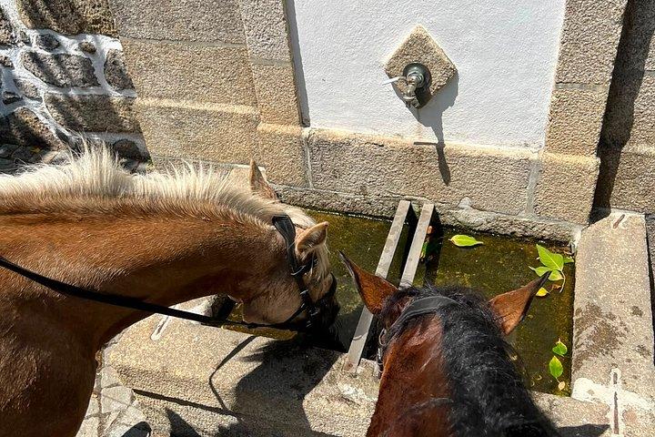 ポルトガル中部の乗馬ツアー