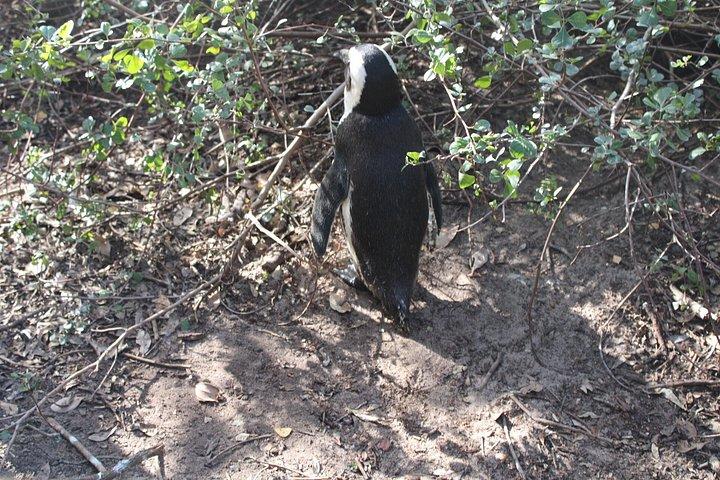 Cidade do Cabo: Table Mountain, Bo-Kaap e Boulders Beach Tour