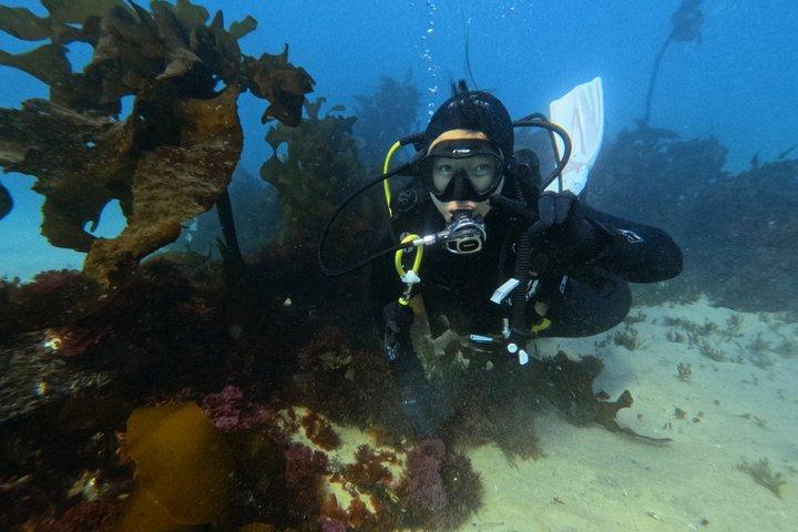 Discover Scuba Diving in Cape Town for Beginners