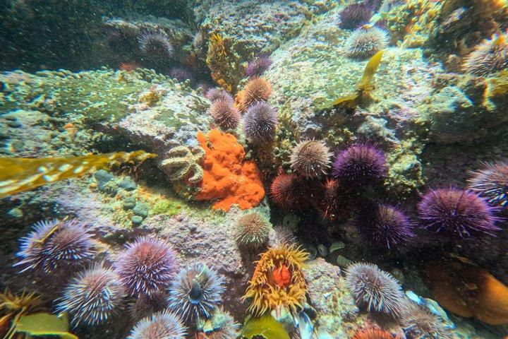 Discover Scuba Diving in Cape Town for Beginners