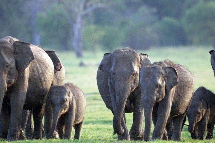 Minneriya National Park Safaris