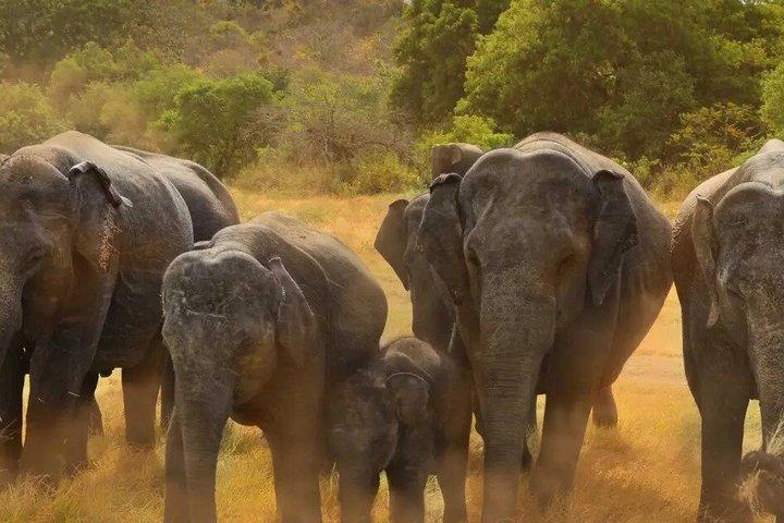 Minneriya National Park Safaris