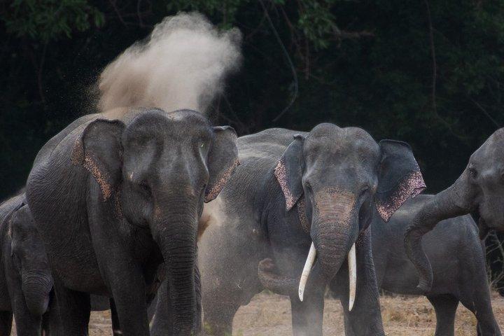 Minneriya National Park Safaris