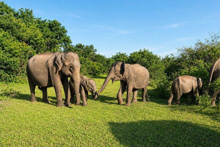 Minneriya National Park Safaris