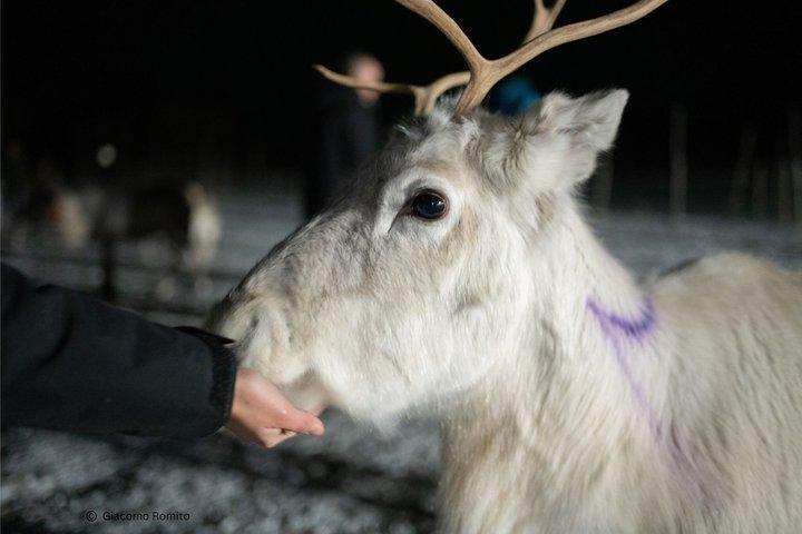 Alimentazione delle renne & Cultura Sámi con possibilità per l'aurora boreale