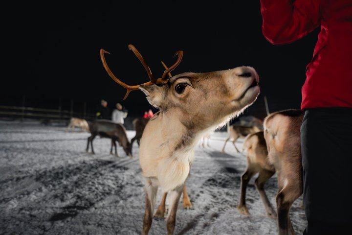 Alimentazione delle renne & Cultura Sámi con possibilità per l'aurora boreale
