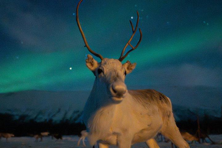 Alimentazione delle renne & Cultura Sámi con possibilità per l'aurora boreale