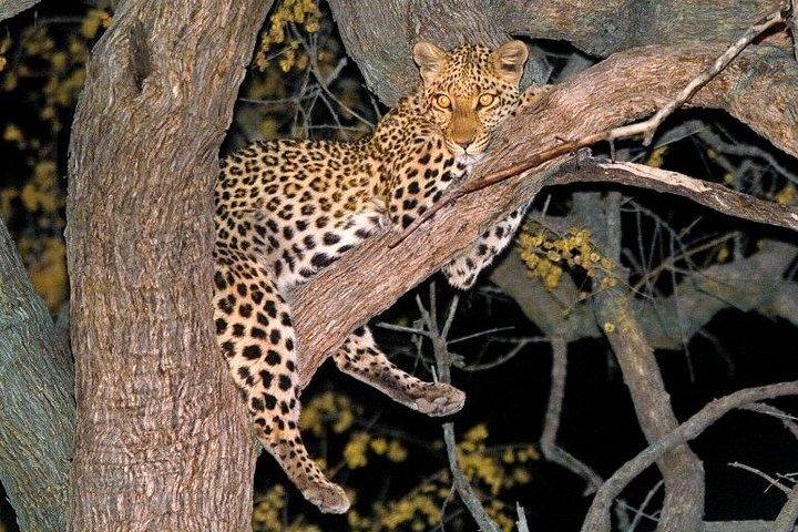 From Victoria Falls: 3 -Day Hwange National Park Big Five Safari