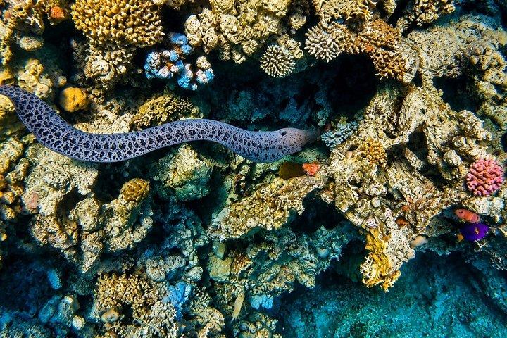 Hurghada à Safaga Plage privée Snorkeling avec déjeuner et transferts