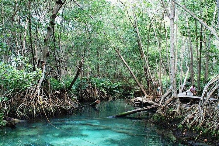 セレスティン生物圏ツアー：フラミンゴとビーチデー（メリダ発）