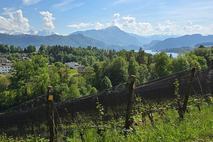 Vineyard Wine Tasting Private Tour from Luzern