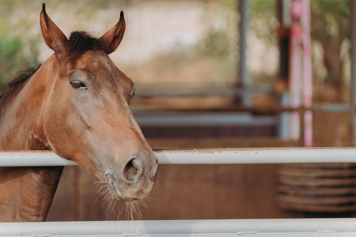 アルバのリトル ナチュラル ブリッジへの 2 時間の乗馬ツアー