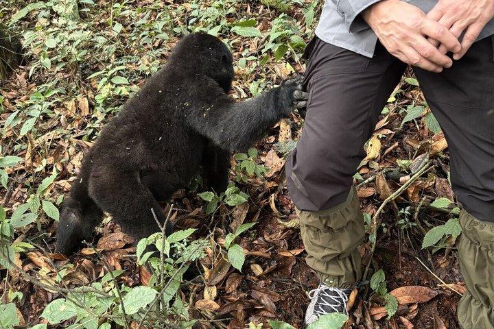 2 Day Bwindi Gorilla Trekking via Kigali