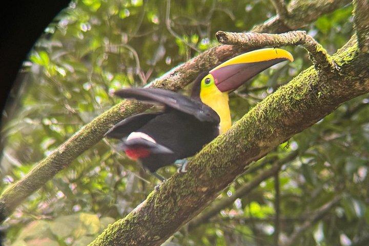 Costa Rica Sloth Chocolate Coffee and Waterfall Experience