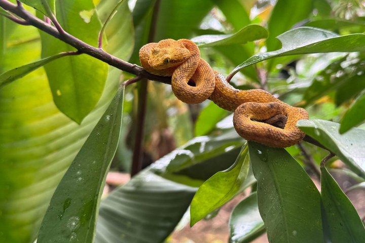 Costa Rica Sloth Chocolate Coffee and Waterfall Experience