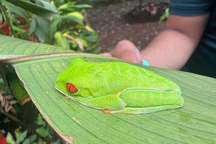 Costa Rica Sloth Chocolate Coffee and Waterfall Experience