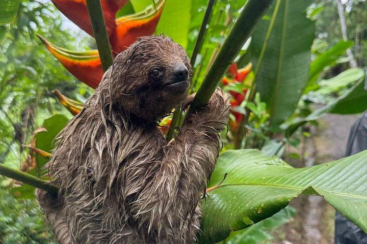 Costa Rica Sloth Chocolate Coffee and Waterfall Experience