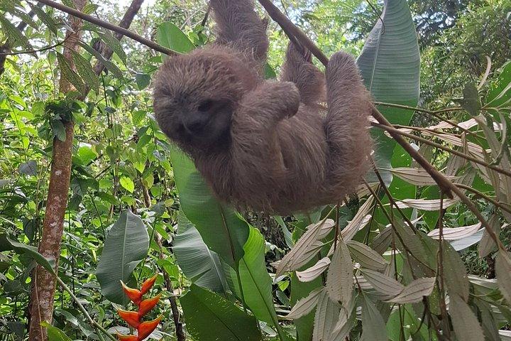 Costa Rica Sloth Chocolate Coffee and Waterfall Experience