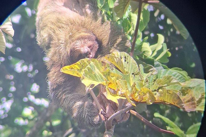 Costa Rica Sloth Chocolate Coffee and Waterfall Experience
