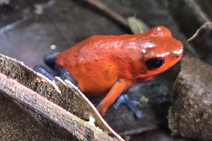 Costa Rica Sloth Chocolate Coffee and Waterfall Experience