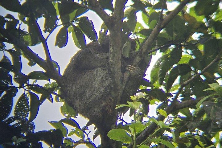 Costa Rica Sloth Chocolate Coffee and Waterfall Experience
