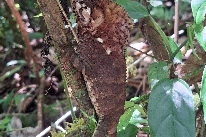 Costa Rica Sloth Chocolate Coffee and Waterfall Experience