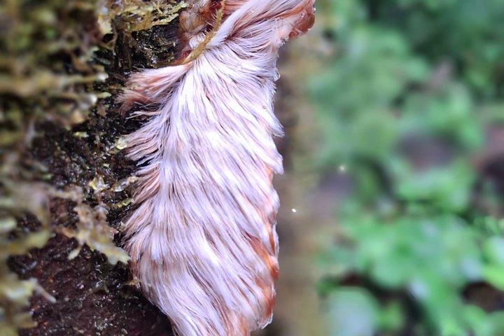 Costa Rica Sloth Chocolate Coffee and Waterfall Experience