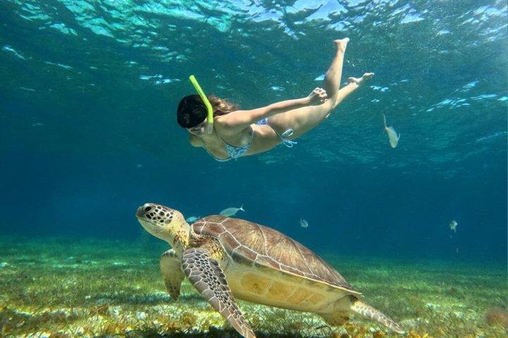 コスメル島のパランカール、トルトゥガス、シエロ、シエリトでのシュノーケリング