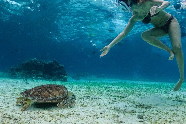 コスメル島のパランカール、トルトゥガス、シエロ、シエリトでのシュノーケリング
