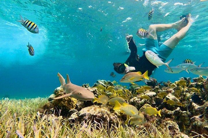 コスメル島のパランカール、トルトゥガス、シエロ、シエリトでのシュノーケリング
