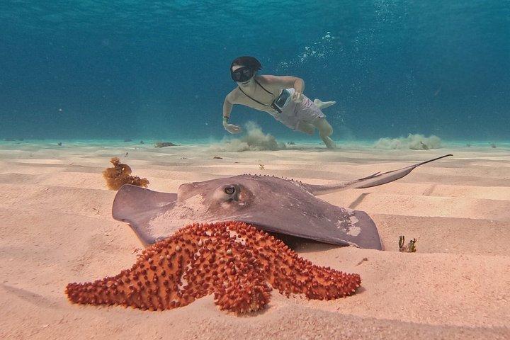 コスメル島のパランカール、トルトゥガス、シエロ、シエリトでのシュノーケリング