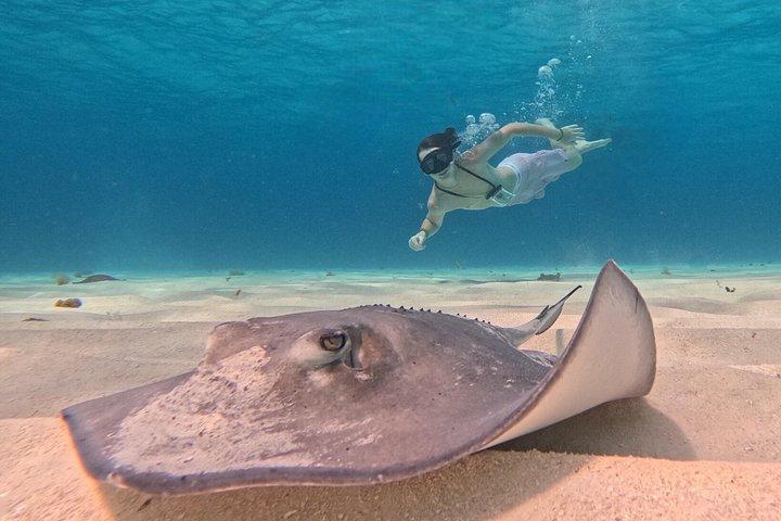 コスメル島のパランカール、トルトゥガス、シエロ、シエリトでのシュノーケリング
