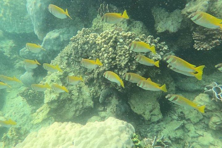 サムイ島発カヤック付きアーントーンスピードボートツアー