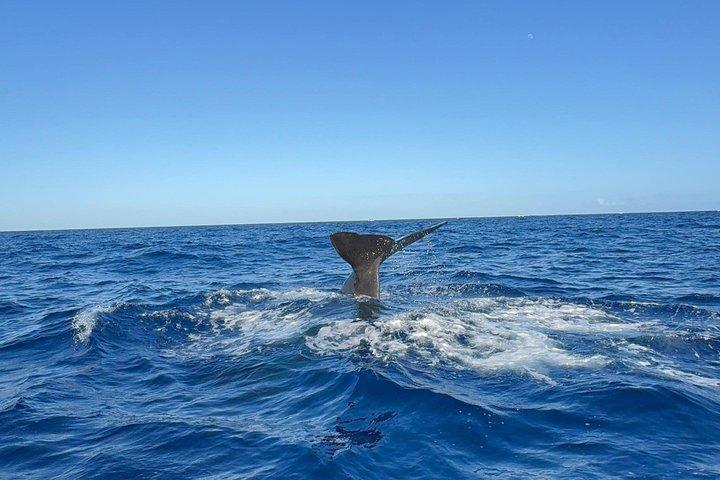 Unique whale watching experience in Mauritius