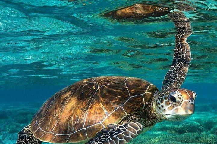 Aventure guidée de plongée avec tuba à Mirissa