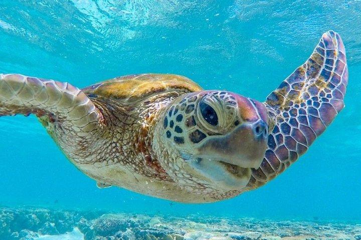 Aventure guidée de plongée avec tuba à Mirissa