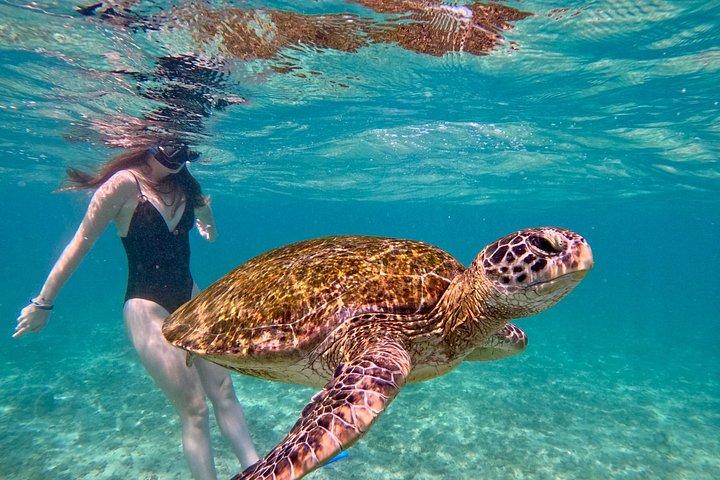 Guided Turtle Snorkeling Adventure in Mirissa