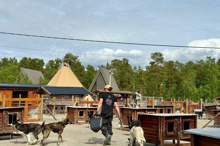 Alta Private Husky oplevelse på en race kennel
