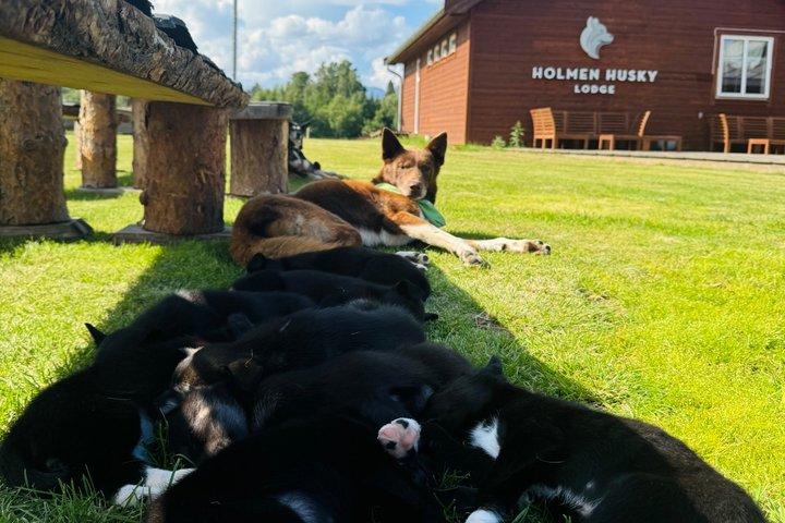 Alta Private Husky oplevelse på en race kennel