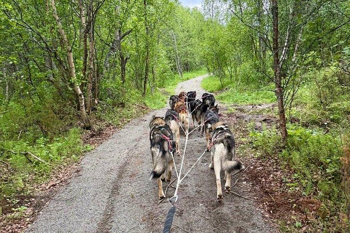 Alta Private Husky oplevelse på en race kennel