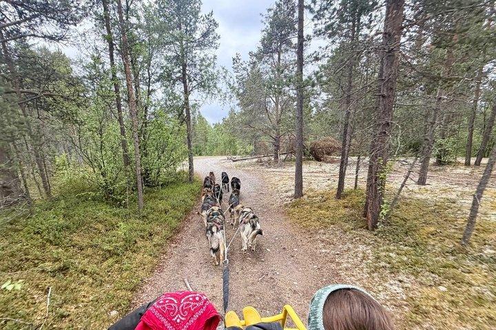 Alta Private Husky oplevelse på en race kennel
