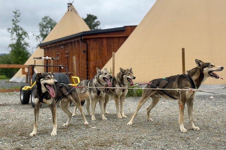 Alta Private Husky oplevelse på en race kennel