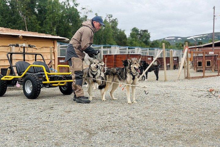 Alta Private Husky oplevelse på en race kennel