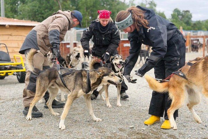 Alta Private Husky oplevelse på en race kennel